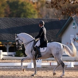 Dressage - Pads